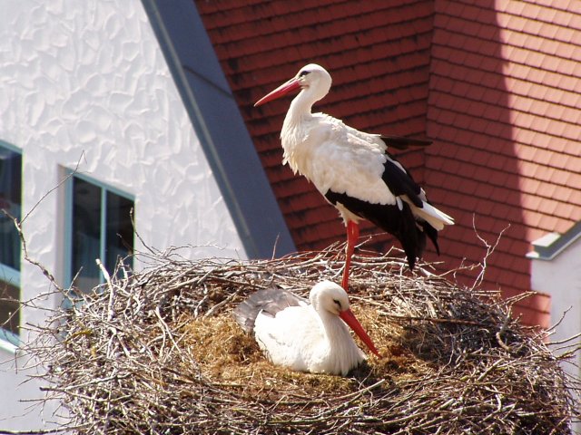 Storch 2011