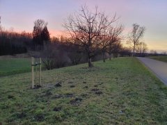 Obstbaumplanzungen in Münsterhausen - Bild Obstbaumplanzungen in Münsterhausen - Bild
