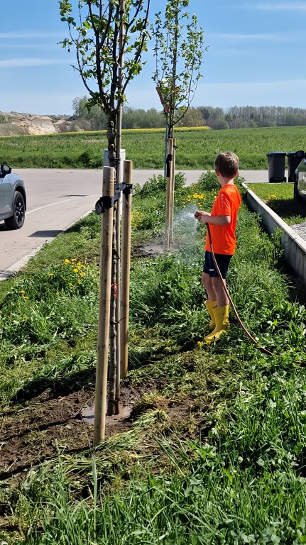 Zwei Kornelkirschen im Gewerbegebiet gepflanzt - Bild